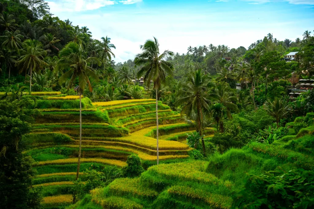Tegalalang rice terraces in Bali with layered green fields and palm trees in Ubud