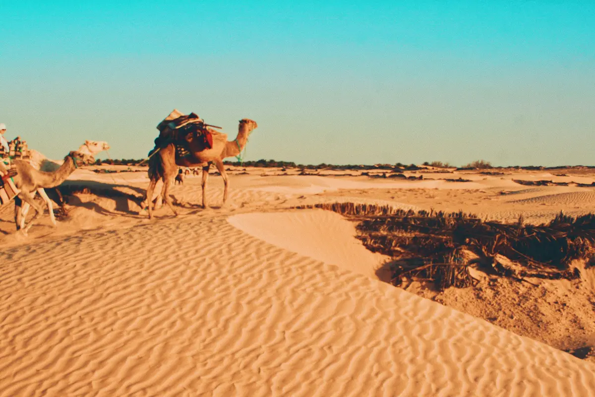 Sahara desert Tunisia camel dunes view camels in the Sahara desert in Tunisia with golden sand dunes